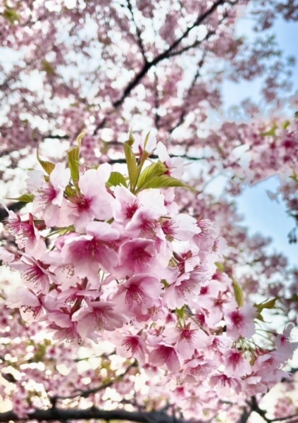 桜